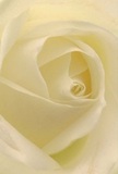 Drawn into the innermost heart of a cream-white rose, you are enveloped by softness as if nestled in its gentle embrace on a peaceful morning in Watford. The velvety petals unfurl in an elegant spiral, their ivory and buttery tones caressed by diffuse light that imparts both luminosity and depth. Subtle shadows dance between the petal folds, creating a captivating sense of quiet and comfort. The flower exudes a calm presence, the kind that speaks of fond farewells, gracious sympathy, or the beginning of new journeys in life, all echoing moments shared in Watford's vibrant community from Oxhey to West Watford. As a local florist, I see this bloom as the embodiment of reverence and care, perfect for expressing admiration or marking meaningful occasions. One can almost catch the ghost of its delicate fragrance, which floats gently-never overwhelming-inviting peace into every home it graces. From its intricate form to the tender artistry behind every arrangement, this rose reflects the warmth, attention, and understanding that Flower Delivery Watford brings to every cherished delivery across the town.